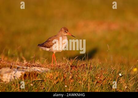 Adultes Brutgefiederchen gemeiner Redshank (Tringa totanus) auf Brutplätzen auf der Insel North Uist, Outer Hebrides, Schottland UK Stockfoto