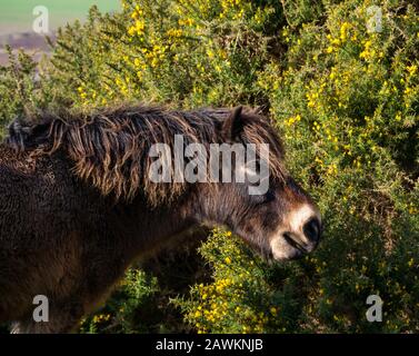 Nahaufnahme des halbwilden Exmoor-Ponys über Traprain Law Freating a Gorse Bush, Teil eines Grashalterungsprojekts, East Lothian, Schottland, Großbritannien Stockfoto