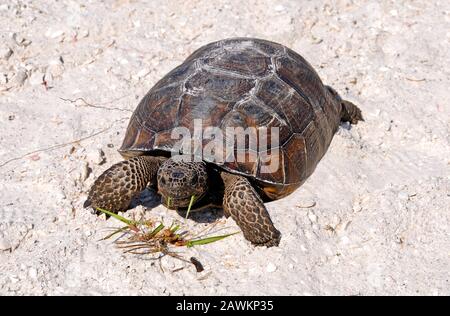 Gopher Schildkröte, die Gras am Strand isst Stockfoto