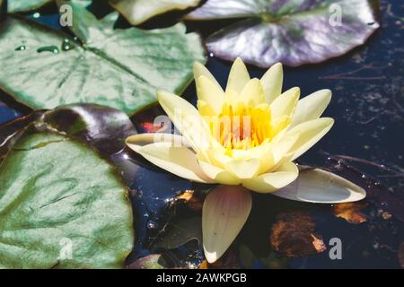 Wasserlilie schwimmt auf einem dunklen Teich mit grünen Lilienbolstern Stockfoto