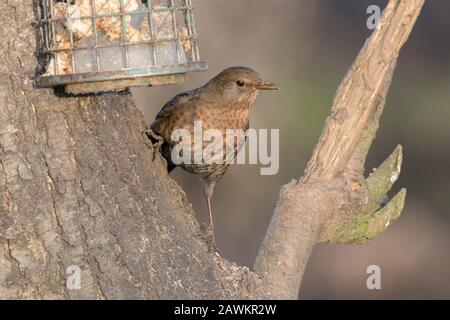 Hen Blackbird, High Batts Stockfoto