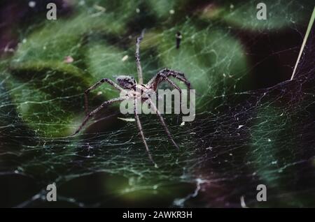 Große knollige Spinne, die auf einem Seidennetz krabbelt Stockfoto