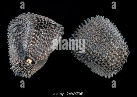 Agrostemma githago, Corn Cockle, Kornrade, Nahaufnahme, Samen, 2-4 mm Durchmesser Stockfoto