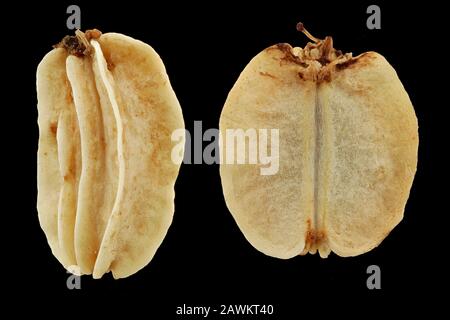 Angelica Erchangelica, Gartenangelica, Arznei-Engelwurz, Nahaufnahme, Samen (Obst), 5-8 mm lang Stockfoto