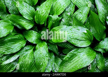 Grüne hosta lancifolia Blätter mit Tau natürlichen Hintergrund. Ansicht von oben Stockfoto