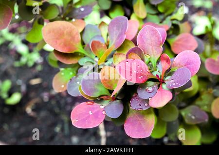Berberis thunbergii (die japanische Barbeere, Thunbergs Barbeere oder rote Barbeere). Junge Pflanze von Berberis thunbergii atropurpurea im Frühjahr Stockfoto