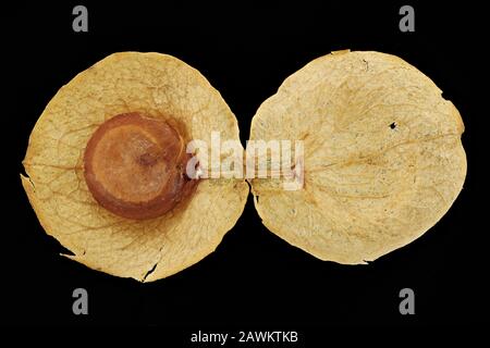 Atriplex hortensis, Gartensorache, Gartenmelde, Nahaufnahme, Perianth mit brauner Frucht, Frucht 4 mm Durchmesser Stockfoto