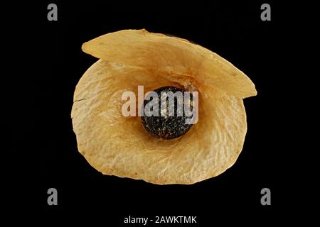 Atriplex hortensis, Gartenorache, Gartenmelde, Nahaufnahme, Perimanth mit schwarzer Frucht, Frucht 2 mm Durchmesser Stockfoto