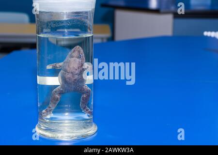 Die Biologiewissenschaft untersucht das Muster eines Frosches in einem Glasbecher auf einem blauen Labortisch in einer Schule mit Kopierraum. Stockfoto