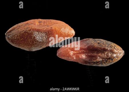 Caltha palustris, Marsh Marigold, Sump-Dotterblume, Nahaufnahme, Samen, 2-3 mm lang Stockfoto