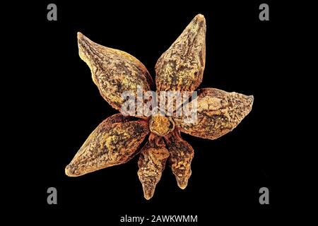 Illicium verum, Sternanis, Echter Sternanis, Obst, Nahaufnahme Stockfoto