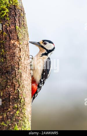 Ein männlicher Specht mit großartigem Punktmuster im ländlichen Wales Stockfoto