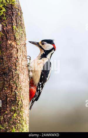 Ein männlicher Specht mit großartigem Punktmuster im ländlichen Wales Stockfoto
