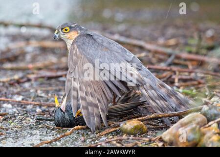 Trotz der schrecklichen Wetterbedingungen während des Sturms Ciara heute gelang es diesem Sparrowhawk immer noch, im Fotografengarten in East Sussex, Großbritannien, erfolgreich abzustürzen und einen Starling zu fangen. Stockfoto