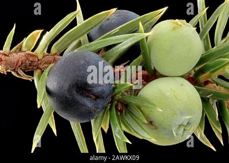 Juniperus communis, häufiger Wacholder, Gewöhnlicher Wacholder, Früchte (Zapfen), Nahaufnahme Stockfoto