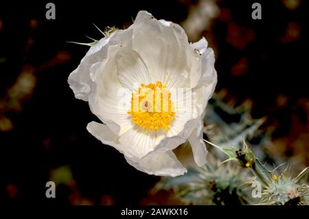 Die weiße Blume der südwestlichen Pflaumpflauge. Dieses schädliche Unkraut wächst wild in vielen Teilen des amerikanischen Südwestens, einschließlich Arizona. Ich komme Stockfoto