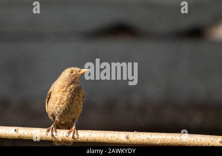 Blackbird, Female Blackbird, Turdus merula, thront auf einer Filiale in einem UK Garden Januar 2020 Stockfoto