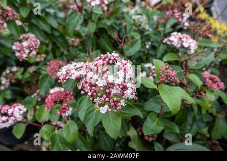 Nahaufnahme von Viburnum tinus 'Lisarose' ein rosa und weiß Blühender Winter immergrüner Strauch Stockfoto