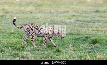 Der männliche Gepard des Prime Adult, der Azinonyx jubatus, zieht verstohlen durch die Masai Mara, Kenia. Stockfoto