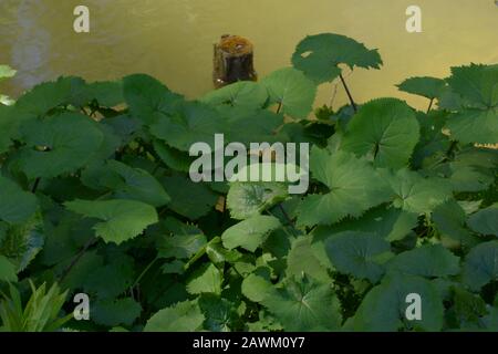 Dunkelgrüne Ligularia wilsonayana verlässt im Frühjahr ohne Blumen, Ligularia oder Leopardenpflanzenlaub in halbschattigem feuchtem Boden am Flussufer Stockfoto