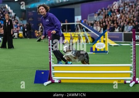 New York, USA. Februar 2020. Die Handlerin Ami Sheffield aus Omaha, Nebraska, ermutigt ihren Miniatur-American Shepherd namens Pixel, während der Masters Agility Championship auf der Westminster Kennel Club Dog Show in der Stadt New York ein Hindernis zu beseitigen. Pixel gewann die Kategorie 12'. Kredit: Enrique Shore/Alamy Live News Stockfoto