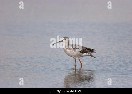 Gefleckter Redshank, Tringa Erythropus, ein nicht brütender, in Wasser stehender Erwachsener. Minsmere, Suffolk, Großbritannien. Stockfoto