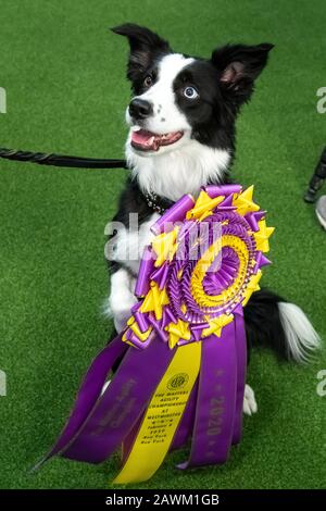 New York, USA. Februar 2020. Border Collie 'P!nk' posiert nach dem Gewinn der Masters Agility Championship auf der Westminster Kennel Club Dog Show in New York City. P!nk, benannt nach dem Popstar-Sänger, gewann zum dritten Mal in Folge die 16-Zoll-Agility-Klasse und nahm auch den All-American-Preis entgegen. Kredit: Enrique Shore/Alamy Live News Stockfoto