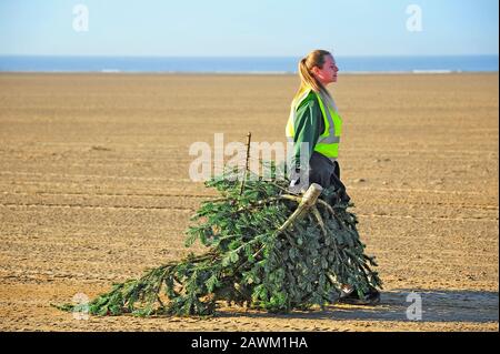 Das Pflanzen von recycelten Weihnachtsbäumen entlang des Strandes von St Annes, um die Sanddünen in Position zu halten und die Verwitterung zu stoppen, Zieht Ehrenamtlicher Baum am Strand entlang Stockfoto