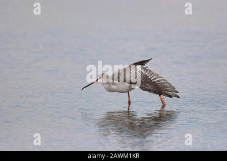 Gefleckter Redshank, Tringa Erythropus, ein einziger, nicht brütender, ausgedehnter Stretchungsflügel für Erwachsene. Juli Eingenommen. Minsmere, Suffolk, Großbritannien. Stockfoto