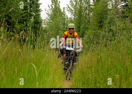 MT00466-00...MONTANA - Tom Kirkendall, der auf der Great Divide Mountain Bike Route auf dem schmalen, von Radrädern erstellten Wanderweg auf einer überwucherten Straße unterwegs ist. Stockfoto