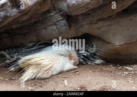 Zwei Porcupine schlafen auf der Cango Wildlife Ranch, Oudtshoorn, Westkappo, Südafrika Stockfoto