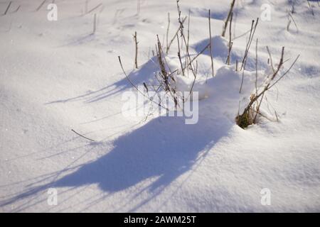 Trockenrasen wachsen im weißen Schneefeld Stockfoto