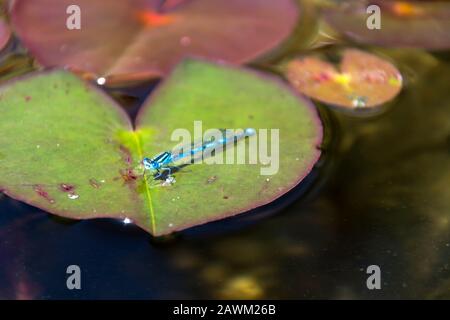 Nahaufnahme der Blauschimmelfliege, die an sonnigen Tagen auf der Seerose im natürlichen Schwimmbad sitzt Stockfoto