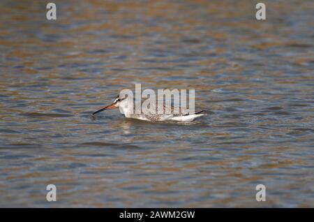 Gepunkteter Redshank, Tringa Erythropus, Einzeladulter, der in Wasser steht. Minsmere, Suffolk, Großbritannien. Stockfoto