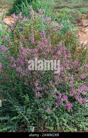 Spekboom (Portulacaria Afra) in Blume im Addo Elephant National Park, Ostkaper, Südafrika Stockfoto