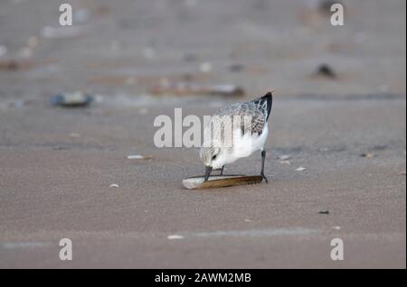 Sanderling, Calidris alba, Einzelnahrung für Erwachsene in Razorshell, Norfolk, Großbritannien. Stockfoto