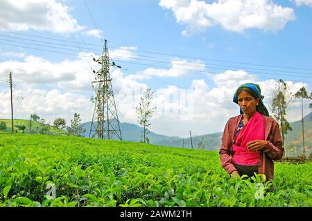 Nuwara ELIYA, SRI LANKA - FEBRUAR18: Frau aus Sri Lanka holt Teeblätter auf Teeplantage ein Stockfoto