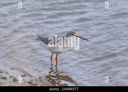 Gefleckter Redshank, Tringa Erythropus, ein einziger nicht brütender Erwachsener, der in Wasser steht. Norfolk, Großbritannien. Stockfoto