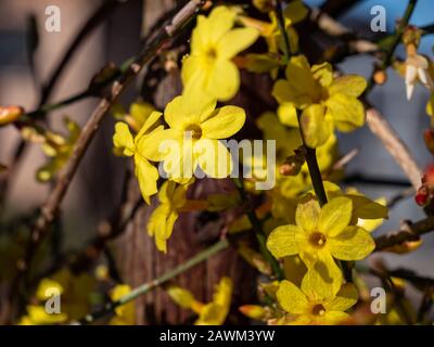 Gelbe Jasmin-Hecke im Garten Stockfoto