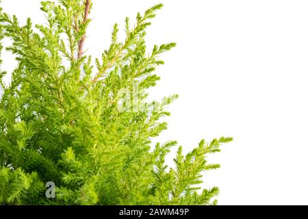 Die Nahaufnahme der Lemon-Zypress mit Wassertropfen ist isoliert auf weißem Hintergrund Stockfoto