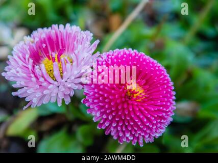 Rosa Blüten im Garten Stockfoto