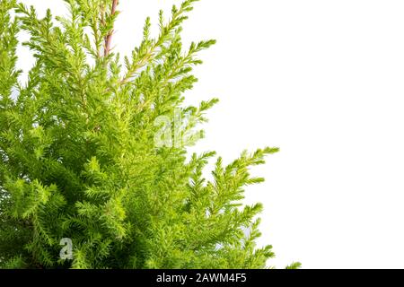 Die Nahaufnahme der Lemon-Zypress mit Wassertropfen ist isoliert auf weißem Hintergrund Stockfoto