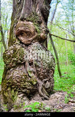 Platt im Frühlingstag auf dem Baumstamm der Eiche Stockfoto