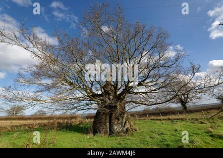 Die Alte Elektrische Eiche, Wickwar. Gedacht als 800 Jahre alter Pedunculat (Englisch) Eiche Baum - Quercus robur Stockfoto