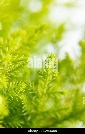 Die Nahaufnahme der Lemon-Zypress mit Wassertropfen ist isoliert auf weißem Hintergrund Stockfoto