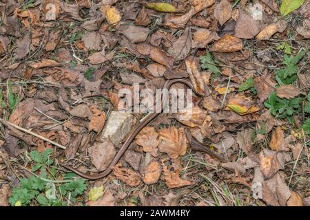 Nahaufnahme eines Blindwurms (Anguis fragilis) auf einem grünen Boden in einem Wald, Deutschland Stockfoto