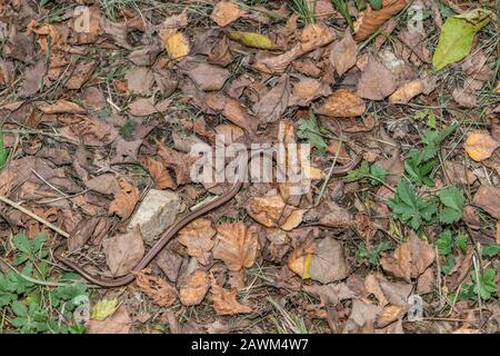 Nahaufnahme eines Blindwurms (Anguis fragilis) auf einem grünen Boden in einem Wald, Deutschland Stockfoto