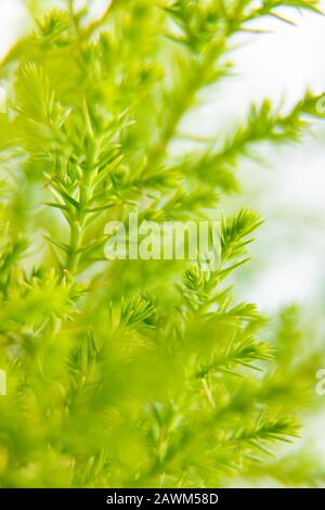 Die Nahaufnahme der Lemon-Zypress mit Wassertropfen ist isoliert auf weißem Hintergrund Stockfoto