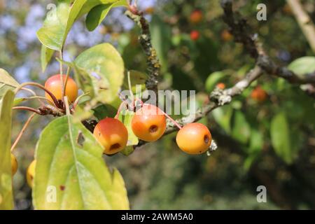 Orangefarbene Krabbenäpfel, Malus x zumi Variety Professor Sprenger, im Spätsommer an einem Baum hängend, mit einem Hintergrund verschwommener Blätter und einem kleinen Himmel. Stockfoto