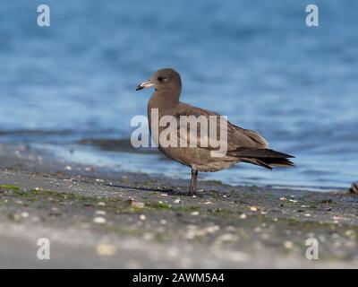 Heermann's Gull, Larus heermanni, Einzeljuvenile Vogel im Wasser, Baja California, Mexiko, Januar 2020 Stockfoto